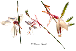 Gaura_lindheimeriMini