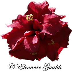 Hibiscus01Mini_Eleonore_0212