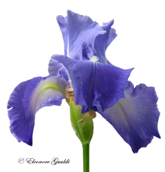 Iris02Mini_0412