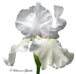 Iris04Mini_0412