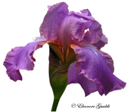 Iris05Mini_0412