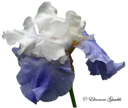 Iris06Mini_0412